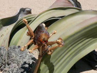 Welwitschia am Standort